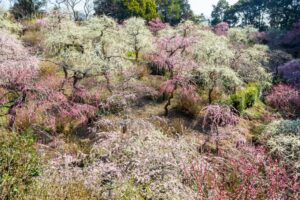龍尾神社 花庭園、しだれ梅、2月春の花、静岡県掛川市の観光・撮影スポットの画像と写真