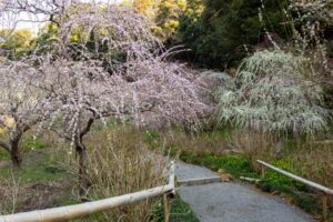 龍尾神社 花庭園、しだれ梅、2月春の花、静岡県掛川市の観光・撮影スポットの画像と写真