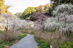 龍尾神社 花庭園、しだれ梅、2月春の花、静岡県掛川市の観光・撮影スポットの画像と写真