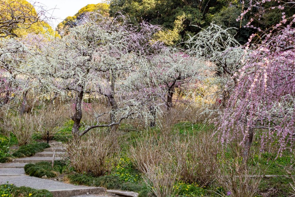 龍尾神社 花庭園、しだれ梅、2月春の花、静岡県掛川市の観光・撮影スポットの画像と写真