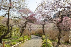 龍尾神社 花庭園、しだれ梅、2月春の花、静岡県掛川市の観光・撮影スポットの画像と写真