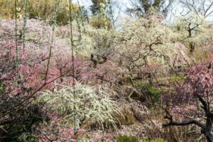 龍尾神社 花庭園、しだれ梅、2月春の花、静岡県掛川市の観光・撮影スポットの画像と写真