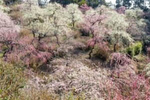 龍尾神社 花庭園、しだれ梅、2月春の花、静岡県掛川市の観光・撮影スポットの画像と写真