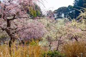 龍尾神社 花庭園、しだれ梅、2月春の花、静岡県掛川市の観光・撮影スポットの画像と写真
