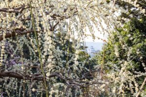 龍尾神社 花庭園、しだれ梅、2月春の花、静岡県掛川市の観光・撮影スポットの画像と写真