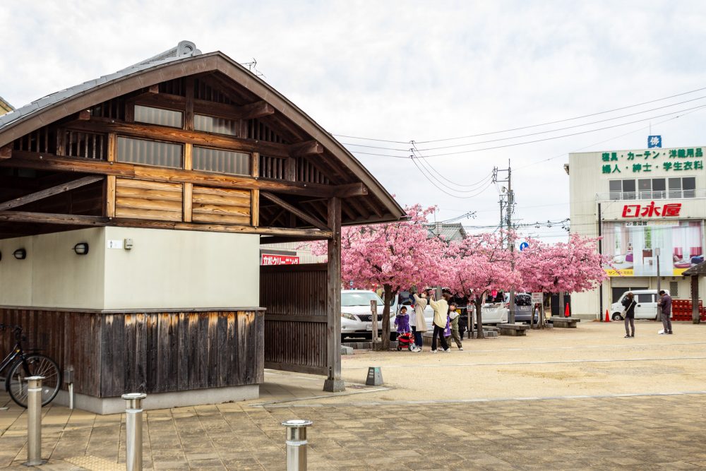 桑名市寺町商店街、河津桜、3月春の花、三重県桑名市の観光・撮影スポットの名所