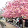 桑名市寺町商店街、河津桜、3月春の花、三重県桑名市の観光・撮影スポットの名所