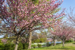 戸田川緑地、八重桜、4月の春の花、名古屋市港区の観光・撮影スポットの画像と写真