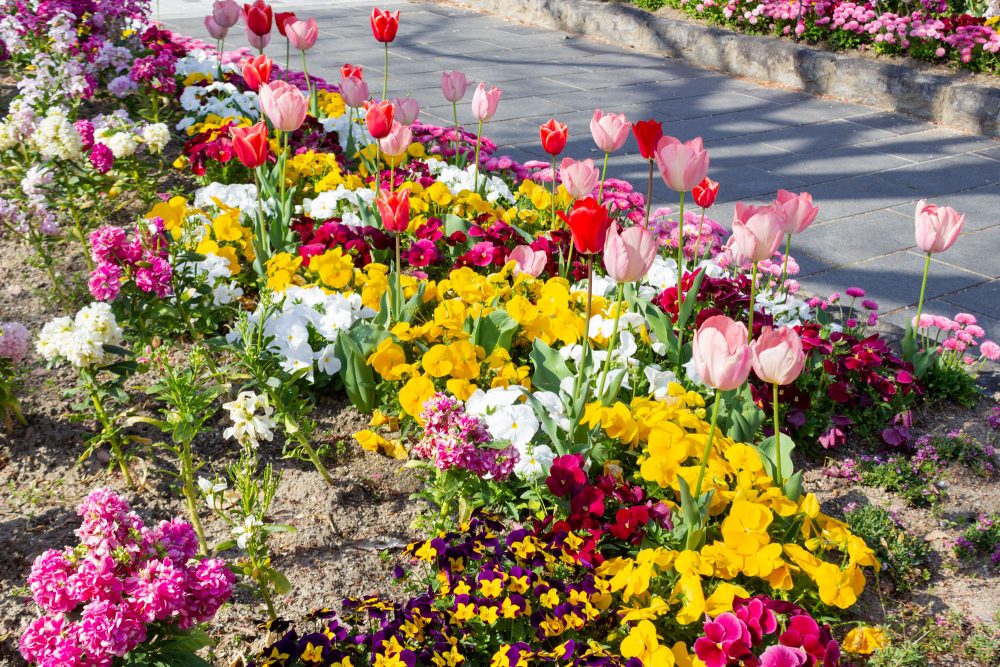 戸田川緑地、4月の春の花、名古屋市港区の観光・撮影スポットの画像と写真