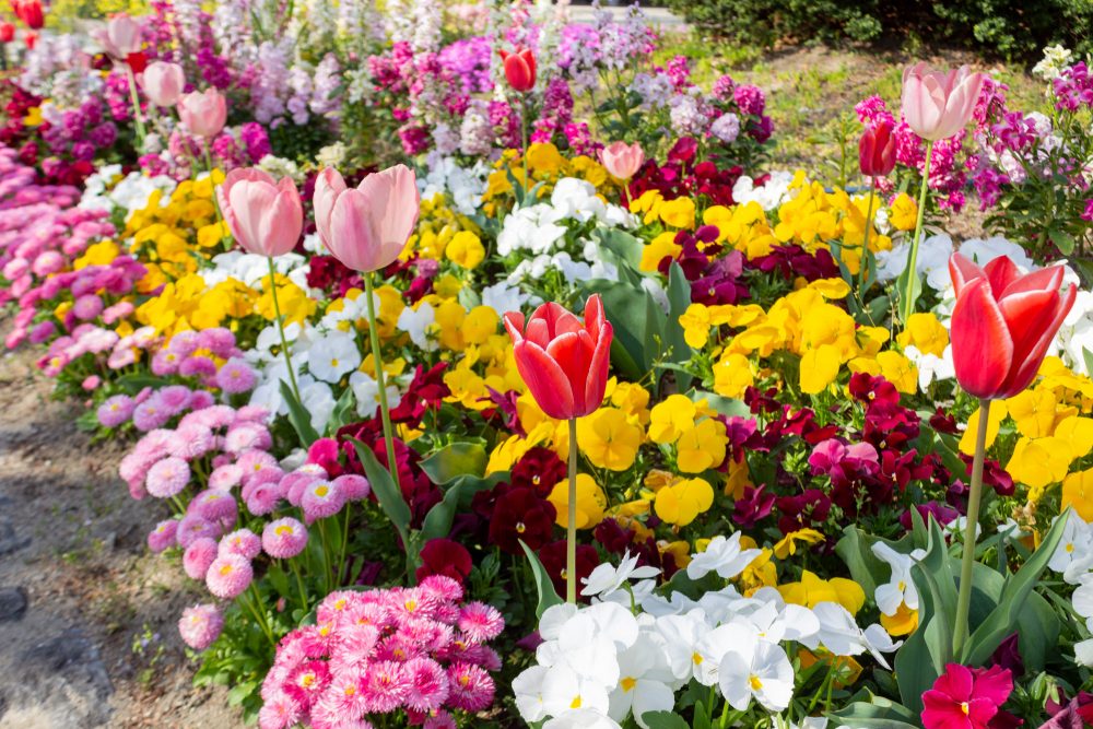 戸田川緑地、4月の春の花、名古屋市港区の観光・撮影スポットの画像と写真