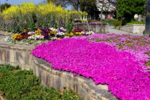 戸田川緑地、芝桜、4月の春の花、名古屋市港区の観光・撮影スポットの画像と写真