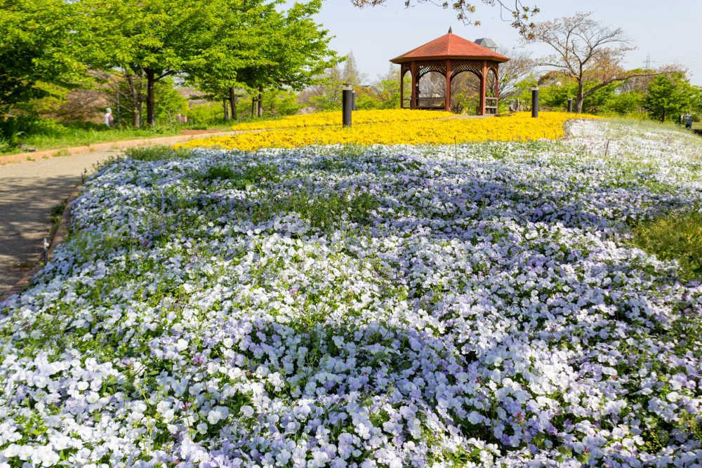 戸田川緑地、芝桜、4月の春の花、名古屋市港区の観光・撮影スポットの画像と写真