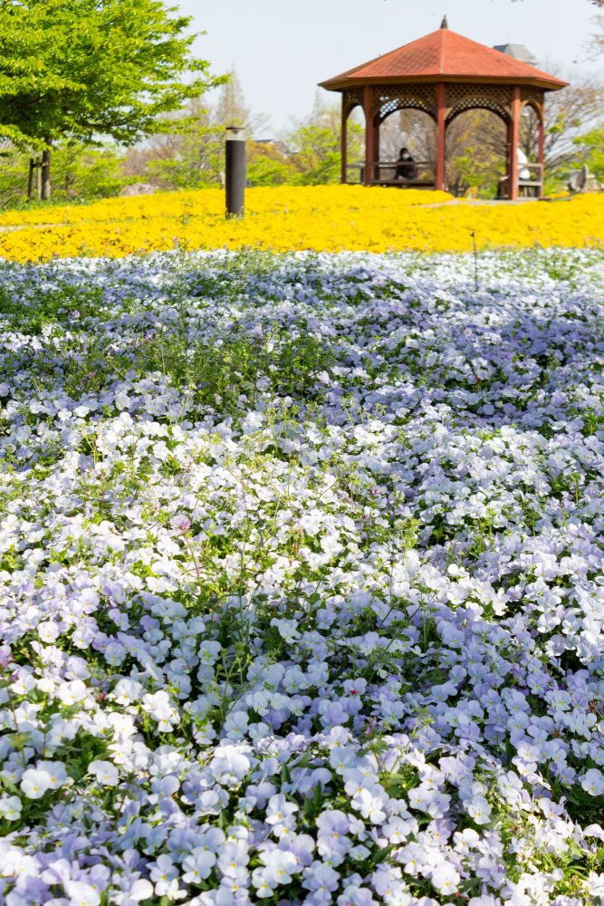 戸田川緑地、芝桜、4月の春の花、名古屋市港区の観光・撮影スポットの画像と写真