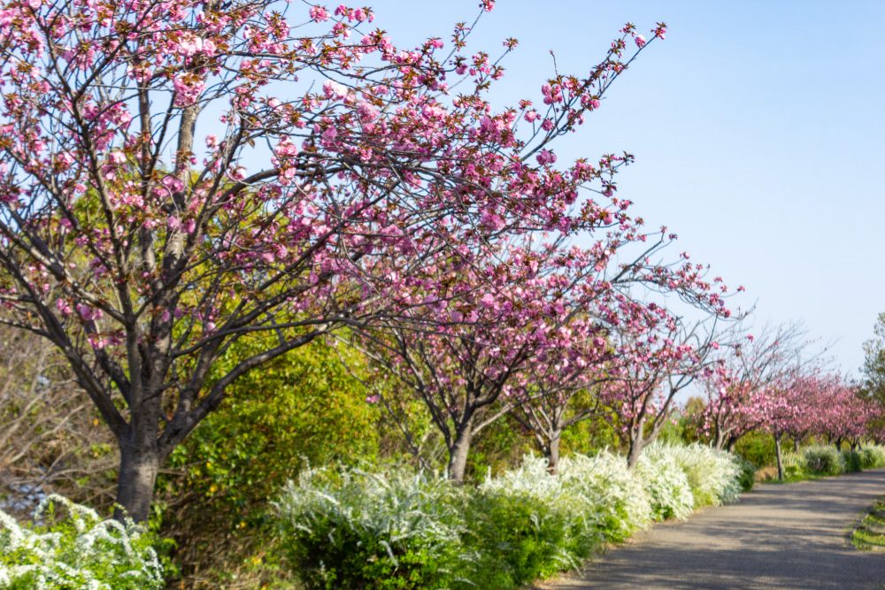 戸田川緑地、八重桜、4月の春の花、名古屋市港区の観光・撮影スポットの画像と写真