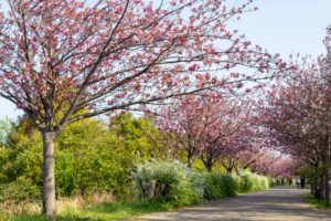 戸田川緑地、八重桜、4月の春の花、名古屋市港区の観光・撮影スポットの画像と写真