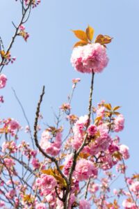 戸田川緑地、八重桜、4月の春の花、名古屋市港区の観光・撮影スポットの画像と写真