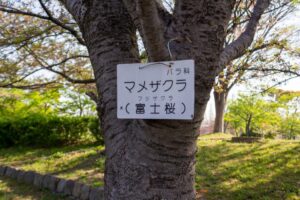 戸田川緑地、八重桜、4月の春の花、名古屋市港区の観光・撮影スポットの画像と写真