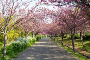 戸田川緑地、八重桜、4月の春の花、名古屋市港区の観光・撮影スポットの画像と写真