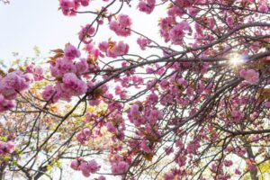 戸田川緑地、八重桜、4月の春の花、名古屋市港区の観光・撮影スポットの画像と写真