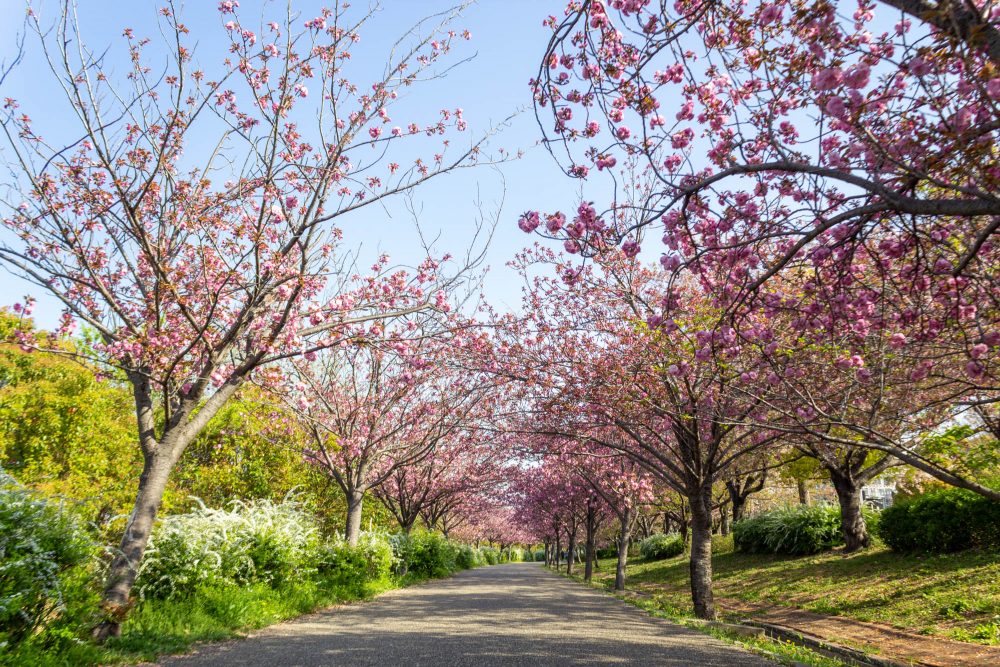 戸田川緑地、八重桜、4月の春の花、名古屋市港区の観光・撮影スポットの画像と写真
