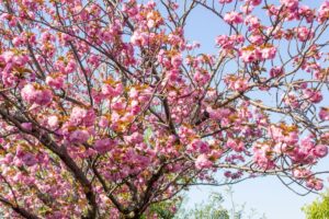 戸田川緑地、八重桜、4月の春の花、名古屋市港区の観光・撮影スポットの画像と写真