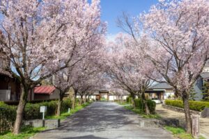 旗本徳山陣屋公園、桜、３月春の花、岐阜県各務原市の観光・撮影スポットの名所