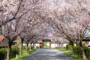 旗本徳山陣屋公園、桜、３月春の花、岐阜県各務原市の観光・撮影スポットの名所