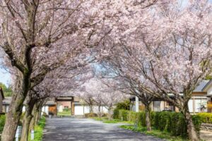 旗本徳山陣屋公園、桜、３月春の花、岐阜県各務原市の観光・撮影スポットの名所