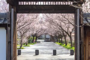 旗本徳山陣屋公園、桜、３月春の花、岐阜県各務原市の観光・撮影スポットの名所