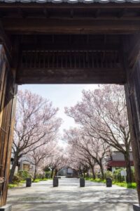 旗本徳山陣屋公園、桜、３月春の花、岐阜県各務原市の観光・撮影スポットの名所