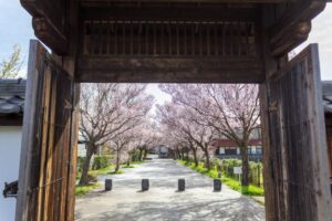 旗本徳山陣屋公園、桜、３月春の花、岐阜県各務原市の観光・撮影スポットの名所