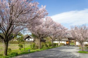 旗本徳山陣屋公園、桜、３月春の花、岐阜県各務原市の観光・撮影スポットの名所