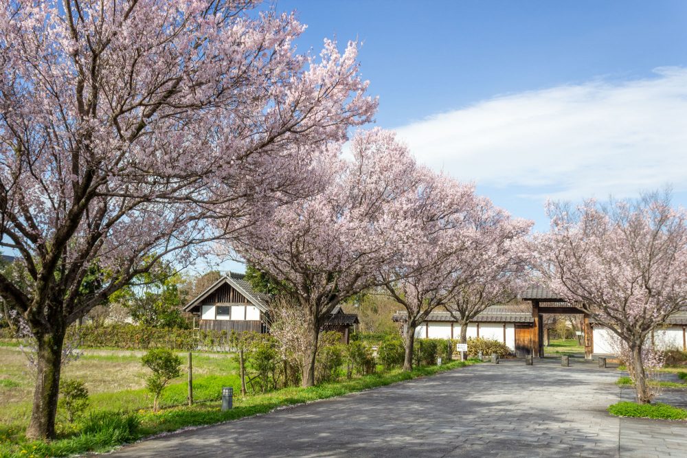旗本徳山陣屋公園、桜、３月春の花、岐阜県各務原市の観光・撮影スポットの名所