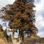 月瀬の大杉、銘木、長野県下伊那郡の観光・撮影スポットの画像と写真