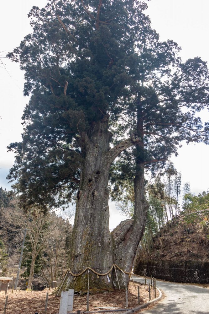 月瀬の大杉、銘木、長野県下伊那郡の観光・撮影スポットの画像と写真