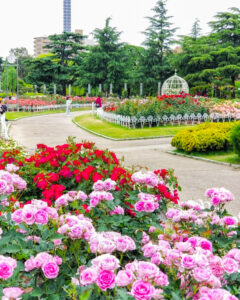 鶴舞公園、バラ園、5月の夏の花、名古屋市昭和区の観光・撮影スポットの画像と写真