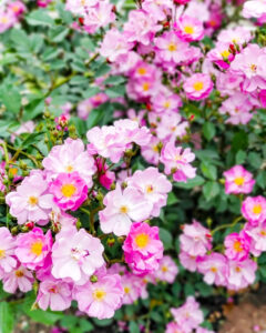 鶴舞公園、バラ園、5月の夏の花、名古屋市昭和区の観光・撮影スポットの画像と写真