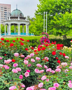 鶴舞公園、バラ園、5月の夏の花、名古屋市昭和区の観光・撮影スポットの画像と写真