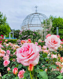 鶴舞公園、バラ園、5月の夏の花、名古屋市昭和区の観光・撮影スポットの画像と写真