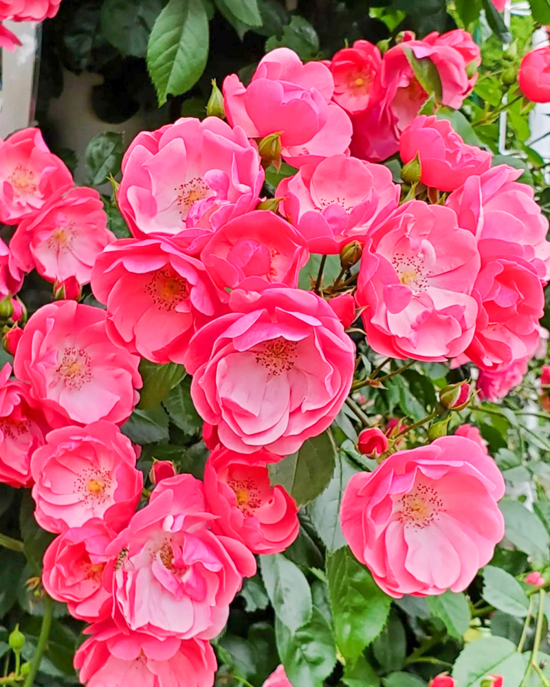 鶴舞公園、バラ園、5月の夏の花、名古屋市昭和区の観光・撮影スポットの画像と写真