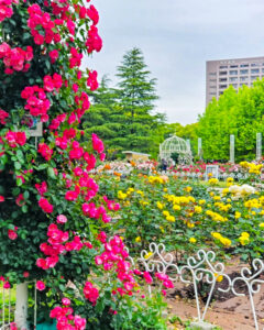 鶴舞公園、バラ園、5月の夏の花、名古屋市昭和区の観光・撮影スポットの画像と写真