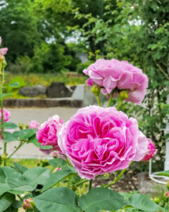 鶴舞公園、バラ園、5月の夏の花、名古屋市昭和区の観光・撮影スポットの画像と写真
