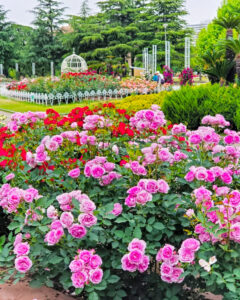 鶴舞公園、バラ園、5月の夏の花、名古屋市昭和区の観光・撮影スポットの画像と写真