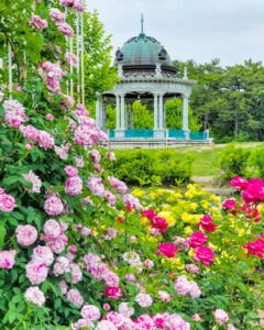 鶴舞公園、バラ園、5月の夏の花、名古屋市昭和区の観光・撮影スポットの画像と写真