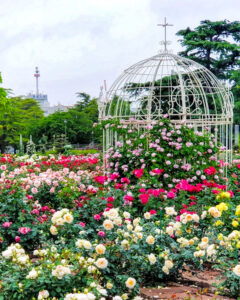 鶴舞公園、バラ園、5月の夏の花、名古屋市昭和区の観光・撮影スポットの画像と写真