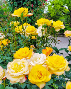 鶴舞公園、バラ園、5月の夏の花、名古屋市昭和区の観光・撮影スポットの画像と写真