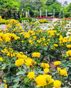 鶴舞公園、バラ園、5月の夏の花、名古屋市昭和区の観光・撮影スポットの画像と写真