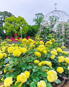 鶴舞公園、バラ園、5月の夏の花、名古屋市昭和区の観光・撮影スポットの画像と写真