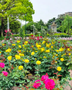 鶴舞公園、バラ園、5月の夏の花、名古屋市昭和区の観光・撮影スポットの画像と写真