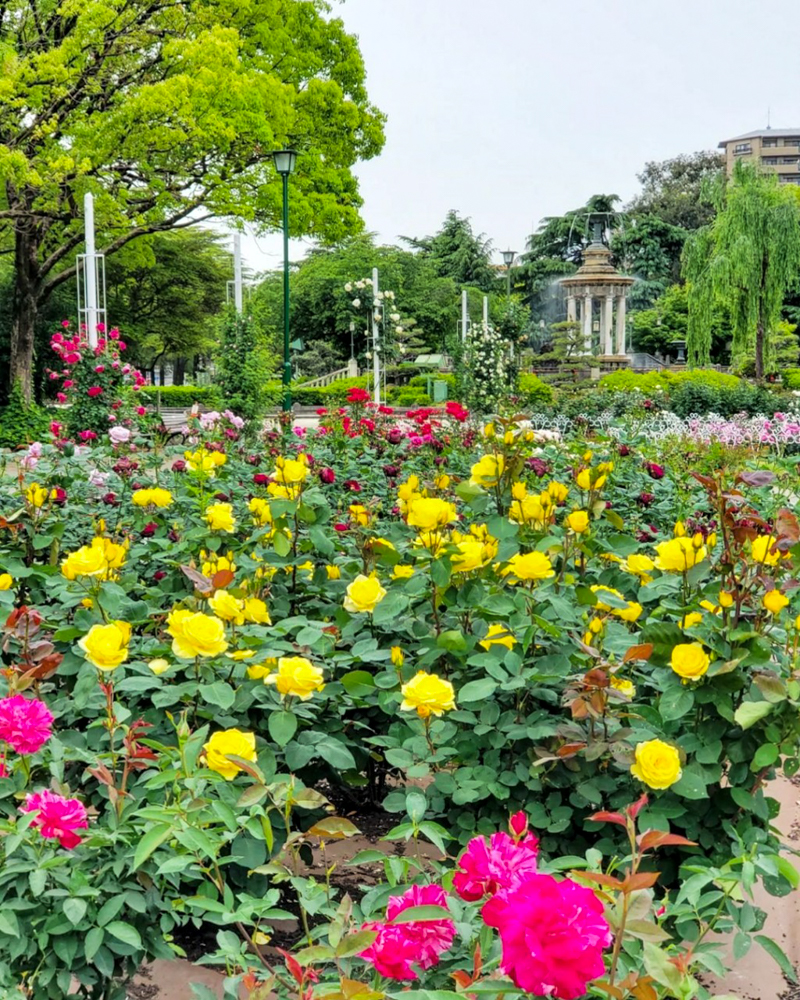 鶴舞公園、バラ園、5月の夏の花、名古屋市昭和区の観光・撮影スポットの画像と写真